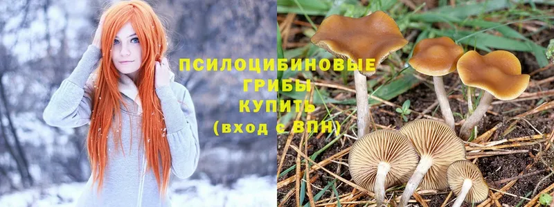 Псилоцибиновые грибы Psilocybine cubensis  Билибино 